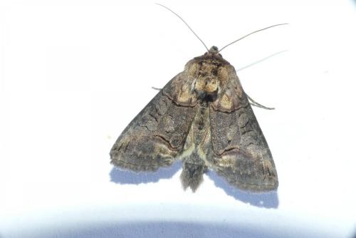 Abrostola triplasia